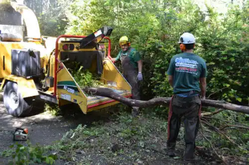 tree services Corona